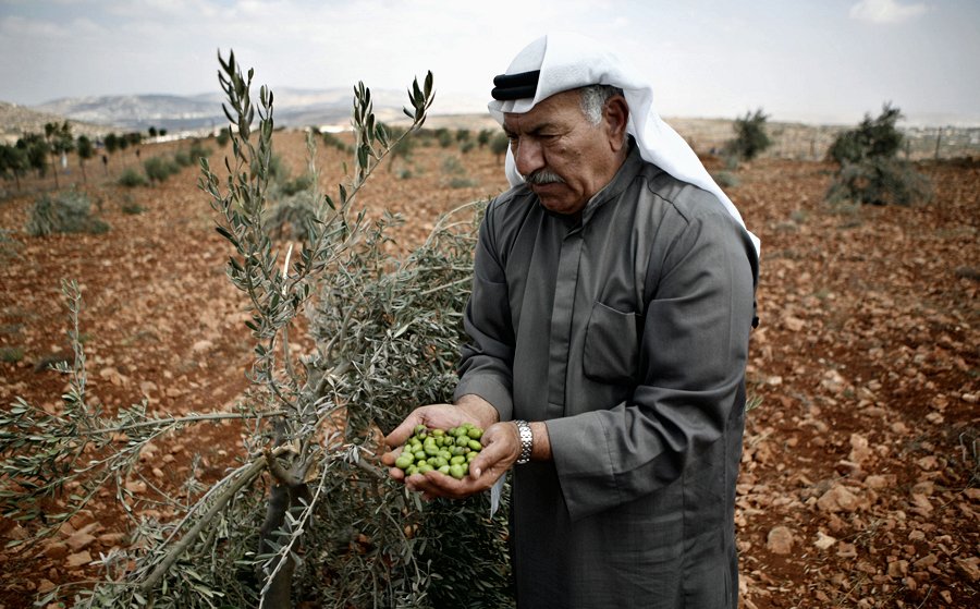 موسم الزيتون في الضفة