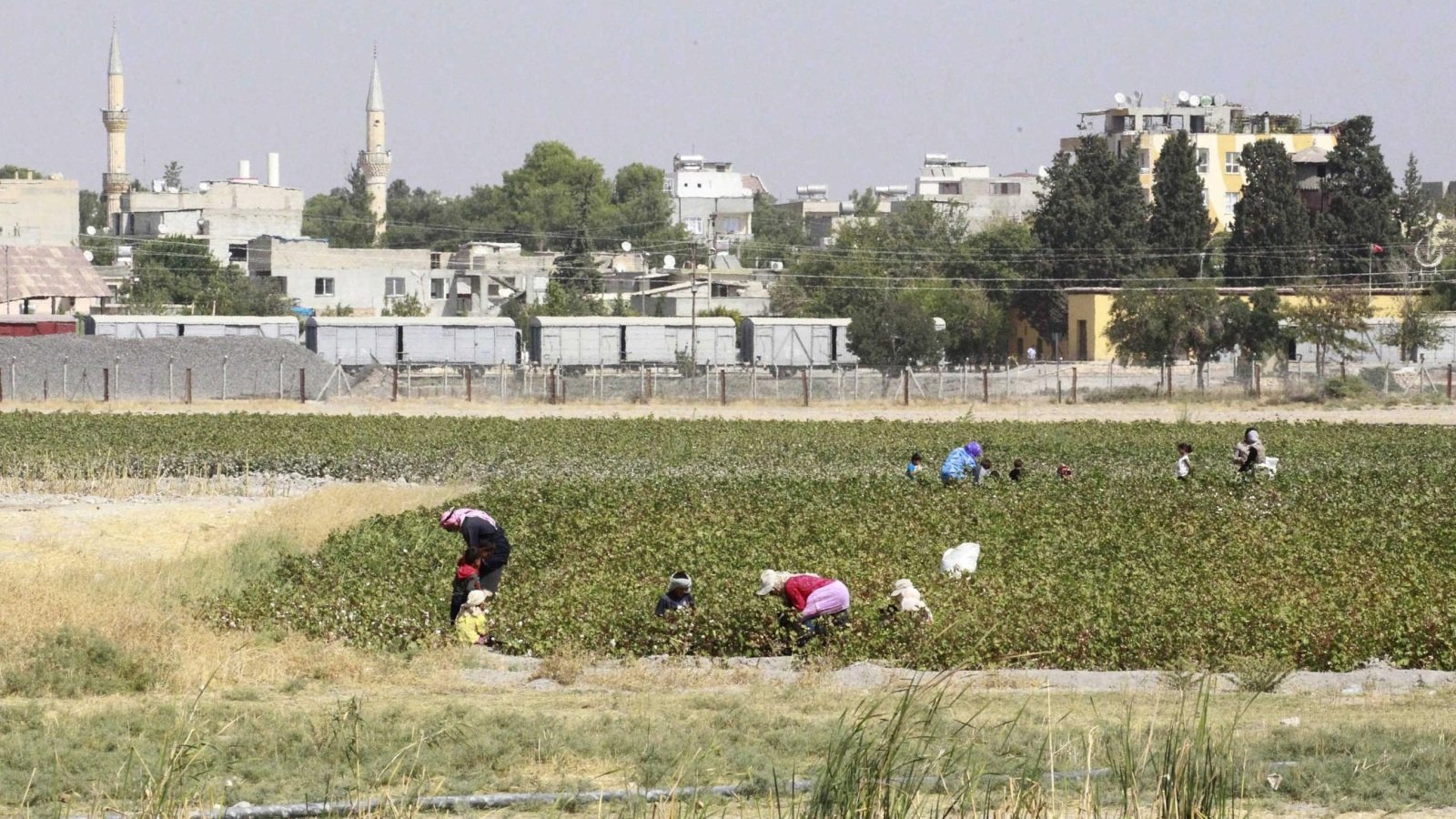 مزارعون يجمعون غلالا بمنطقة تل أبيض السورية القريبة من الحدود مع تركيا 