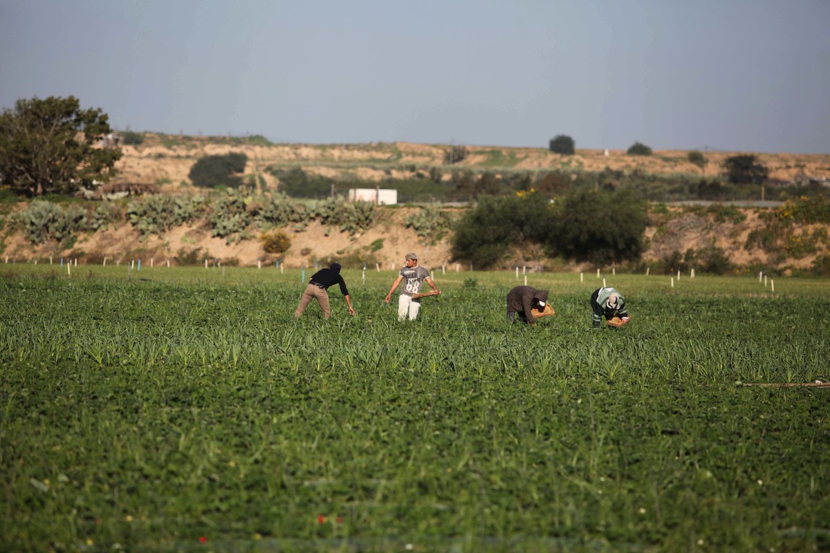 مزارعين شرق غزة (الأرشيف)