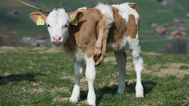  بقرة بـ6 أرجل في المغرب