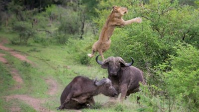 أثناء قذف اللبؤة في الهواء