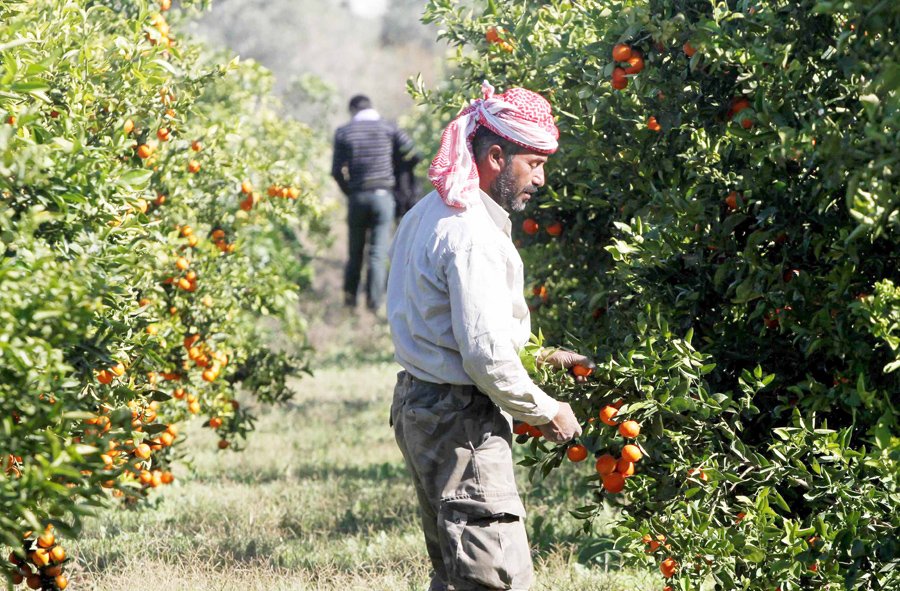 جني البرتقال في غزة (الأرشيف)