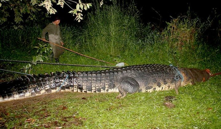 صورة من الارشيف