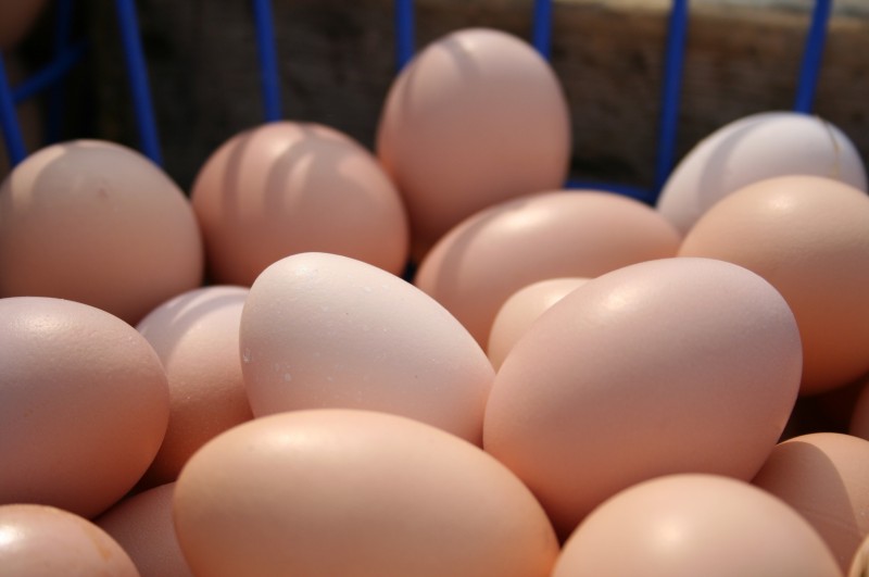 اكتشاف بيضة دجاجة عمرها 2000 عاماً