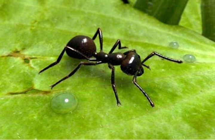 مطعم يقدم وجبات من النمل الأسود 