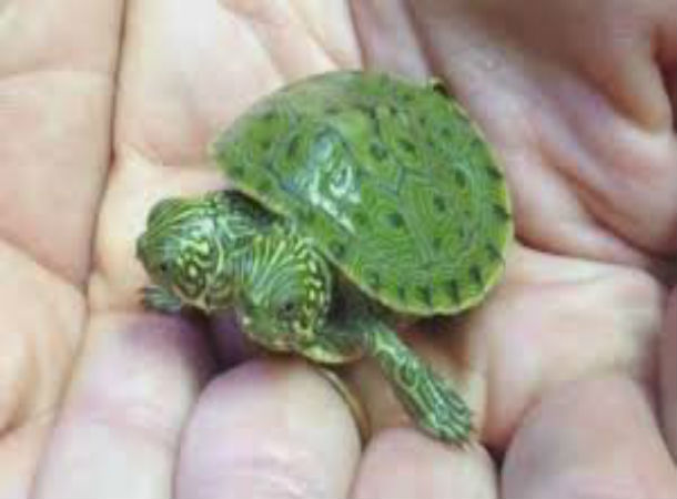 سلحفاة تولد برأسين في تكساس الأمريكية