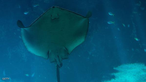 محمية لـ"شياطين البحر" في إندونيسيا