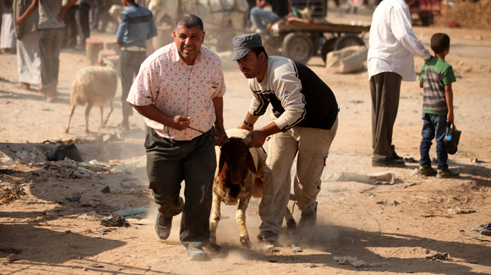 أحد أسواق بيع الاضاحي في قطاع غزة