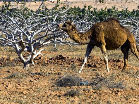 انتقل فيروس ميرز من الحيوانات للانسان(أرشيف)
