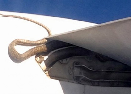 أفعى تسافر على جناح طائرة 