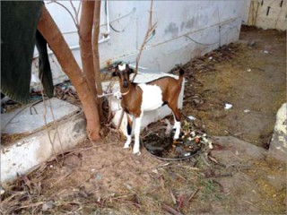 أغلى جدي في العالم