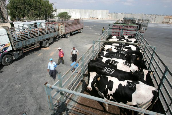 استيراد ابقار داخل غزة (الأرشيف)