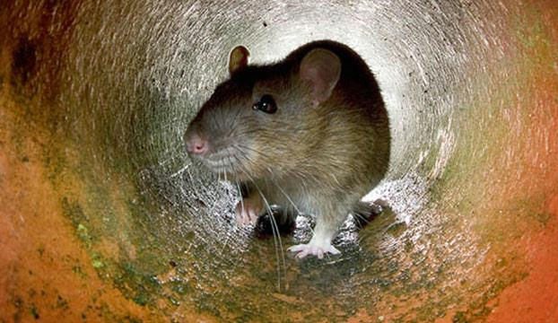 صورة من الارشيف