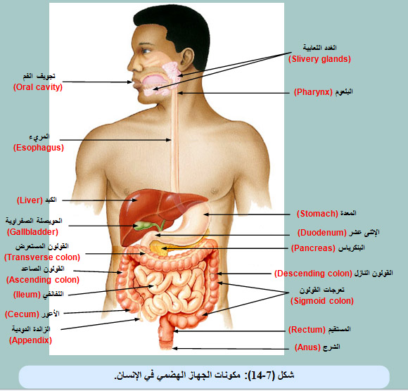 أيهما أفضل للتغوط.. القرفصاء أم جلسة الكرسي؟