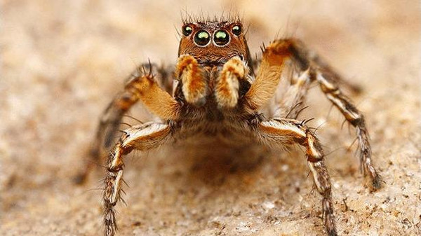 صورة من "الأرشيف"