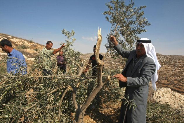 مستوطنون يقتلعون أشجارا شرق رام الله  (الأرشيف)