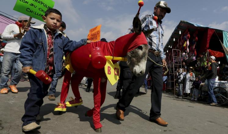 سباقات وألعاب وأزياء مختلفة احتفاء بالحمير في مهرجانها الوطني الخمسين بالمكسيك 