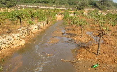 أراضي زراعية فلسطينية (الأرشيف)