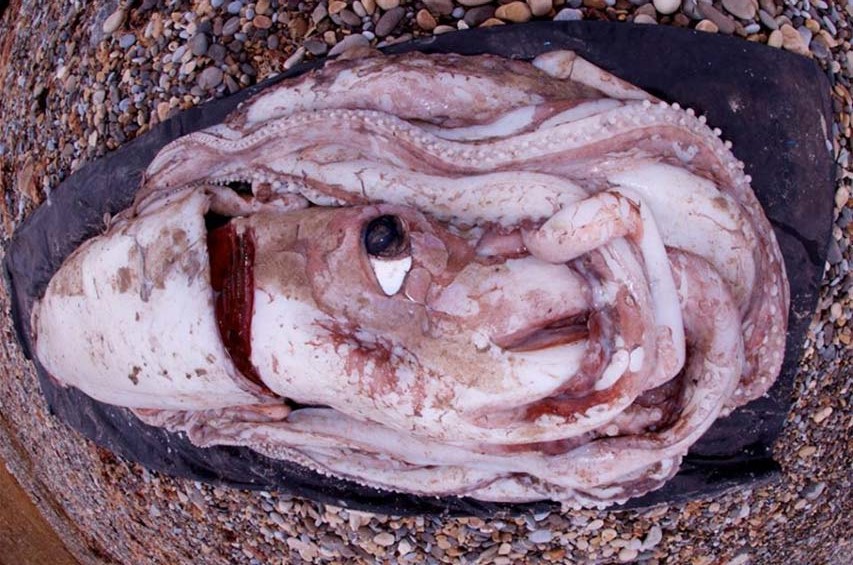 صورة حبار عملاق