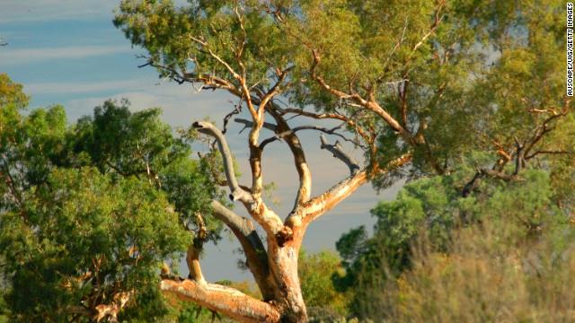 أشجار كينيا