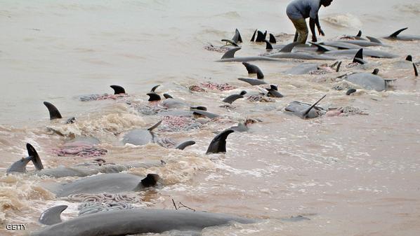 دلفيين(أرشيف)