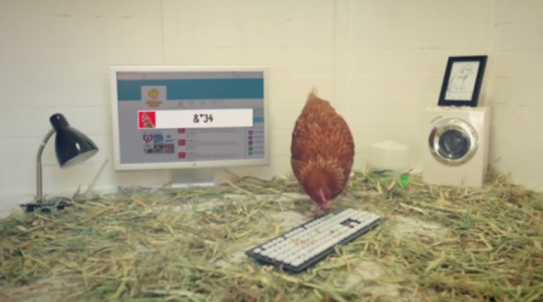 دجاجة تدير حساب شركة على تويتر