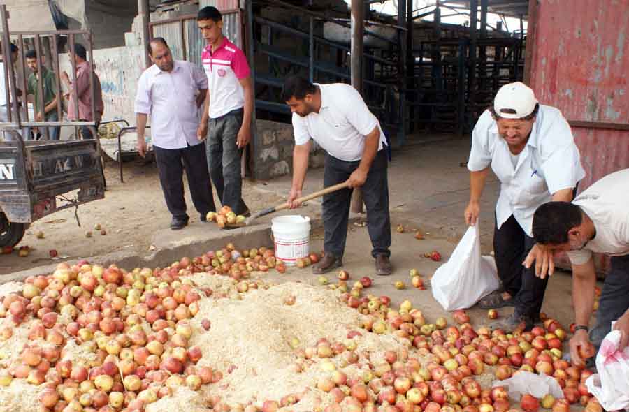 بلدية خانيونس تتلف 3 أطنان تفاح فاسد