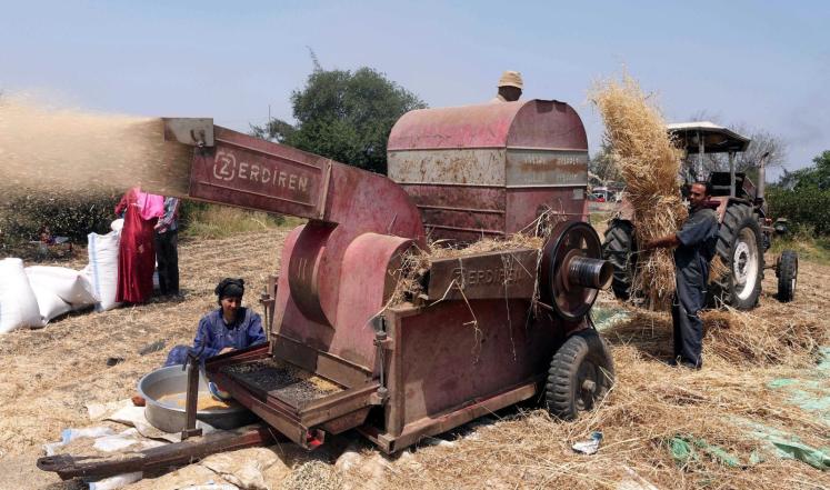 مصر تغير نظام دعم القمح بداية الموسم