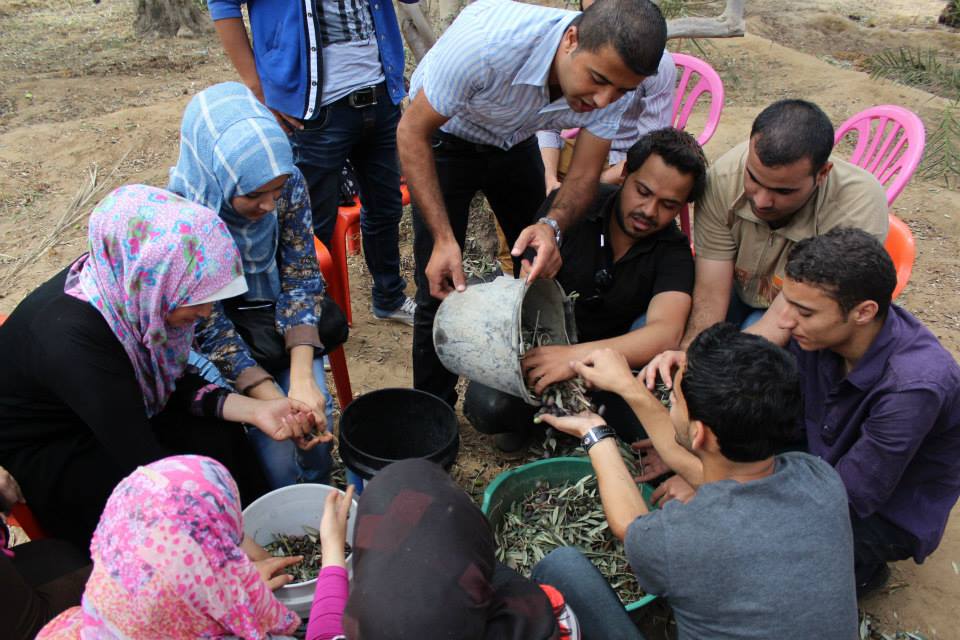 بال ثينك تنظم يومًا تطوعيًا لقطف الزيتون