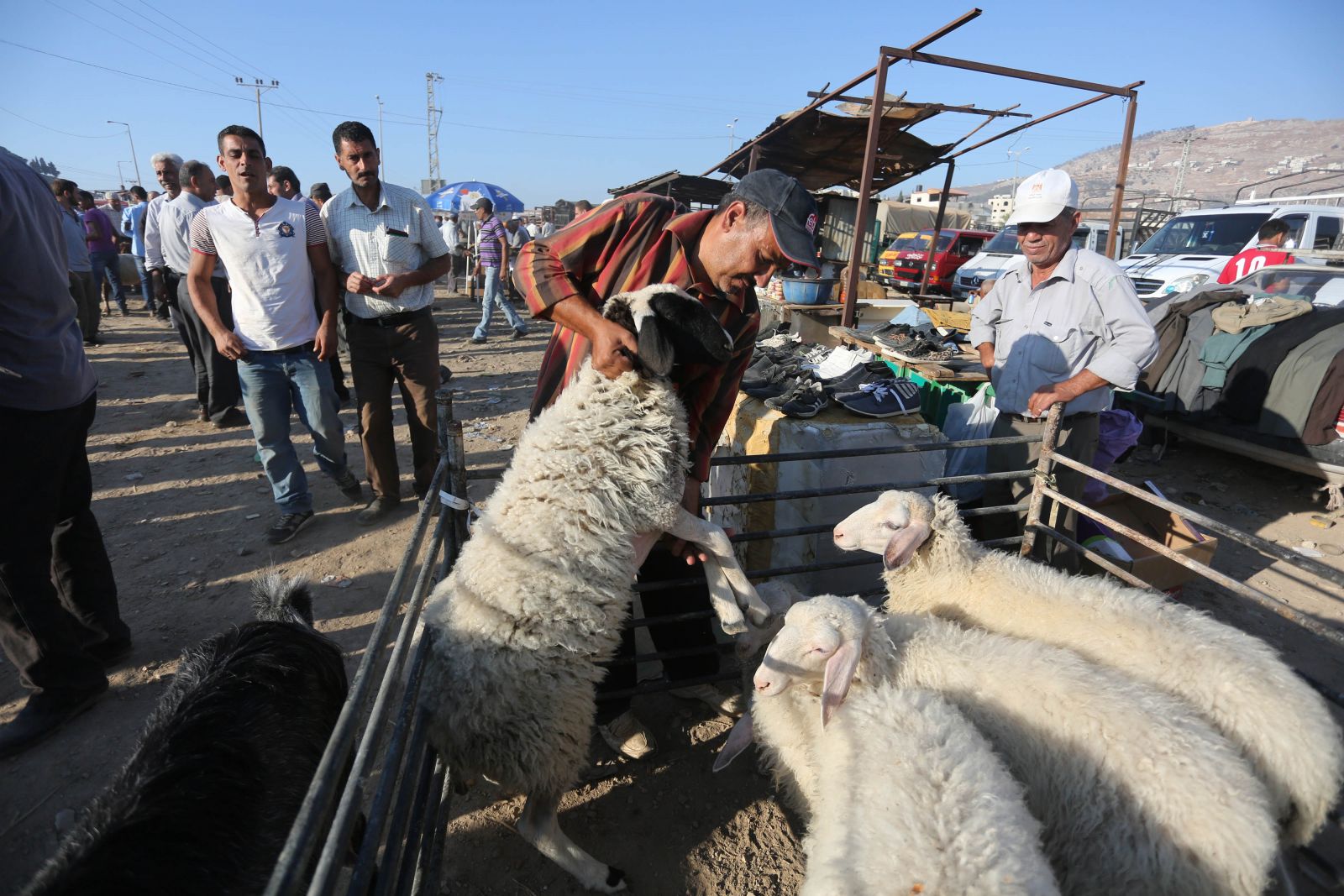 نصائح للتعامل مع أضحية العيد