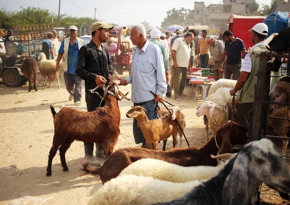 صورة من سوق المواشي بغزة