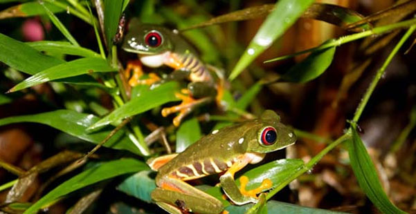 ضفادع تلد في اندونيسيا (أرشيف)