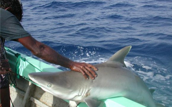 (صورة من الارشيف)