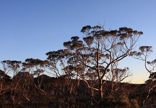 أشجار أسترالية تنبت ذهباً
